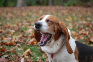 yawning-dog-1346415-1598x1062